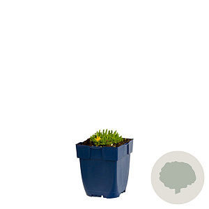 Delosperma congestum GM  P11