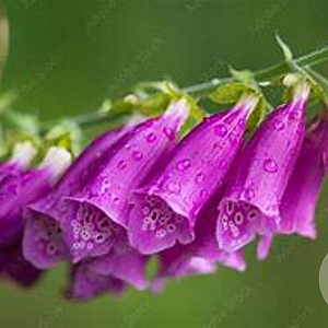 Digitalis purp. 'Hanabee Rose' GM  P11