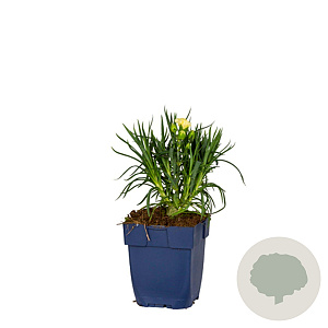 Dianthus Sunflor Orange Bling Bling GM  P11