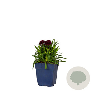 Dianthus Sunflor Paseo GM  P11
