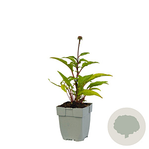 Echinacea 'Sensation Pink' GM  P11