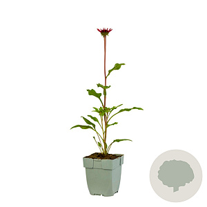Echinacea Sombrero Salsa Red GM  P11