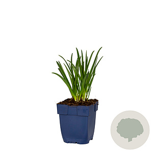 Hyacinthoides non-scripta GM  P11