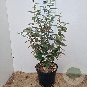 Elaeagnus ebbingei 60-80 cm 7,5L