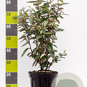 Elaeagnus ebbingei 60-80 cm 7,5L