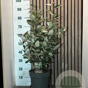 Elaeagnus ebbingei 60-80 cm 7,5L