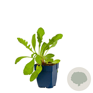 Gaillardia ar. 'Kiegalpea' GM  P11