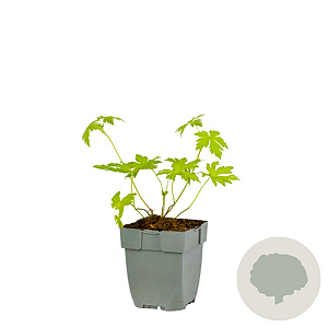 Geranium 'Ann Folkard' GM  P11