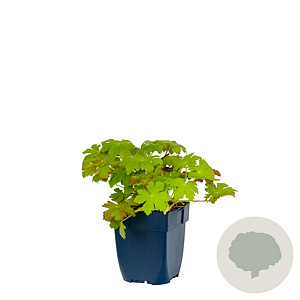 Geranium macrorrhizum GM  P11