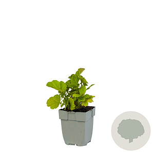 Geum Scarlet Tempest GM  P11