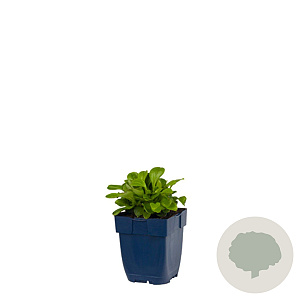 Gypsophila cerastioides GM  P11