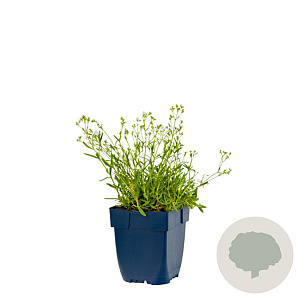 Gypsophila repens 'Alba' GM  P11