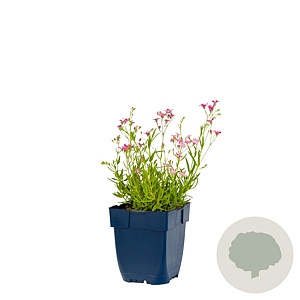 Gypsophila repens 'Rosa Schönheit' GM  P11