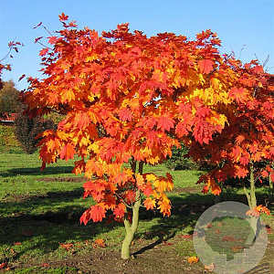 Acer japonicum 'Vitifolium' 125-150 cm cont. 80L