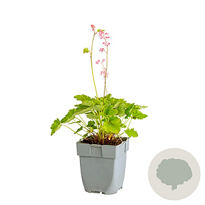 Heucherella Pink Revolution GM  P11