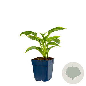 Hosta 'Frances Williams' GM  P11