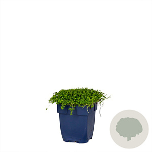 Isotoma fluviatilis GM  P11