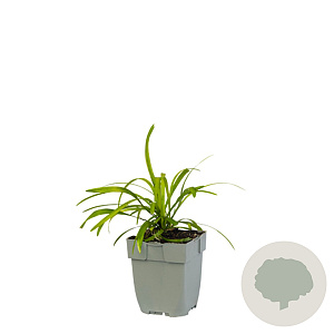 Liriope muscari GM  P11