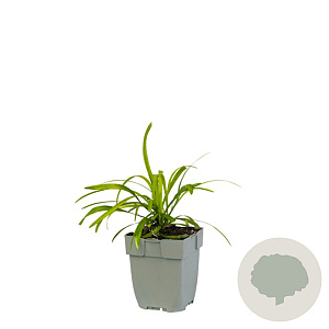 Liriope muscari GM  P11
