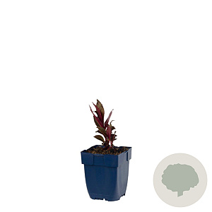 Lobelia 'Queen Victoria' GM  P11