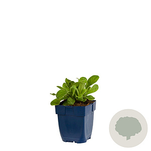 Lychnis coronaria 'Atrosanguinea' GM  P11