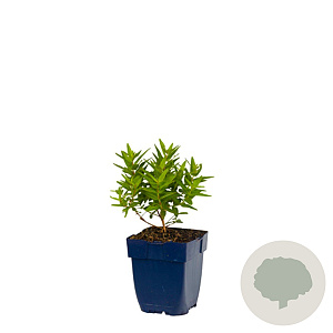 Lythrum sal. 'Robert' GM  P11