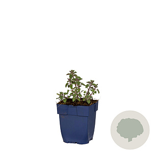 Nepeta 'Purssian Blue' GM  P11