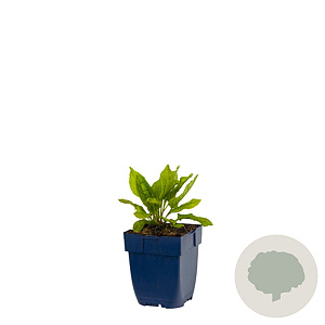 Omphalodes verna GM  P11