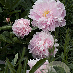 Paeonia (LD) 'Sarah Bernhardt' GM  P11