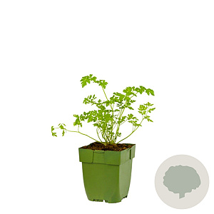 Petroselinum crispum neapolitanum GM  P11