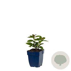 Phlox (P) Sweet Summer Ocean GM  P11