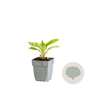 Pulmonaria 'Shrimps on the Barbie' GM  P11