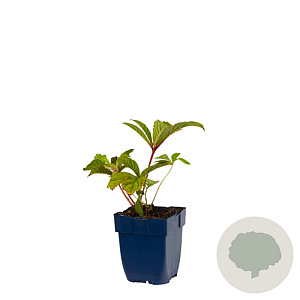 Rodgersia pinnata GM  P11