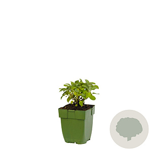 Salvia off. 'Berggarten' GM  P11