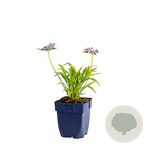 Scabiosa caucasica GM  P11