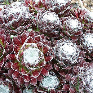 Sempervivum arachnoideum GM  P11