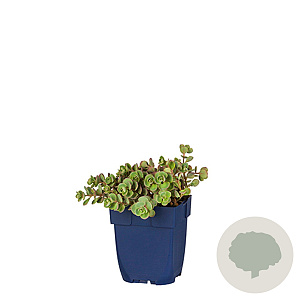 Sedum cauticola 'Lidakense' GM  P11