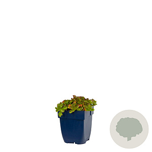 Sedum spurium 'Schorbuser Blut' GM  P11