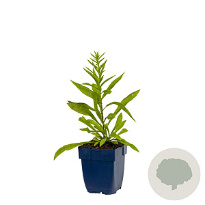 Solidago 'Strahlenkrone' GM  P11