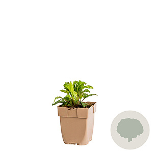 Solidago virgaurea GM  P11