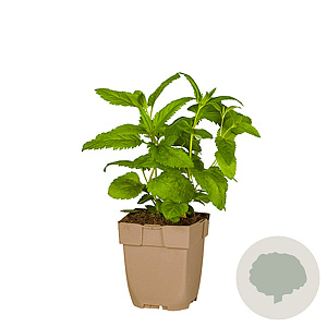 Veronica longifolia GM  P11