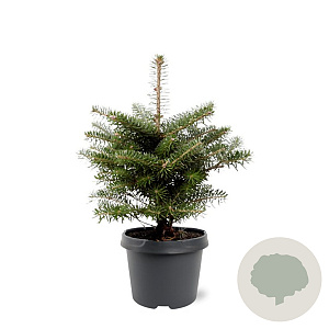 Abies koreana 25-30 cm 3,5L