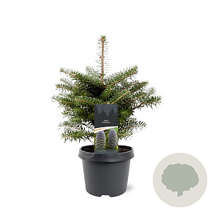 Abies koreana 25-30 cm 3,5L