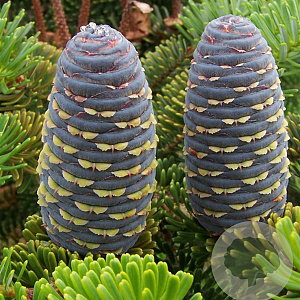 Abies koreana 25-30 cm 3,5L