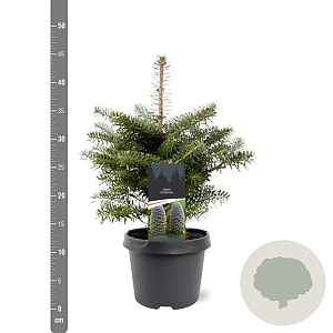 Abies koreana 25-30 cm 3,5L