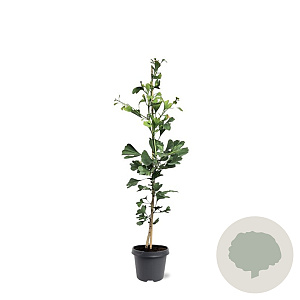 Ginkgo biloba 80-100 cm 5,0L