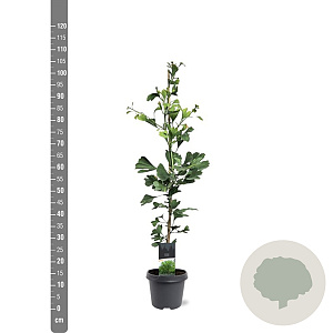 Ginkgo biloba 80-100 cm 5,0L