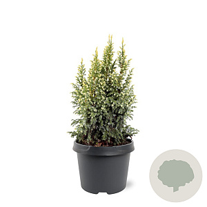 Juniperus pingii 'Hulsdonk Yellow' 25-30 cm 3,5L