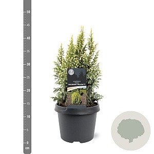 Juniperus pingii 'Hulsdonk Yellow' 25-30 cm 3,5L