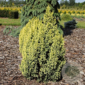Juniperus pingii 'Hulsdonk Yellow' 25-30 cm 3,5L